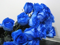 青いバラ.jpg