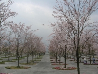 さくら広場.jpg