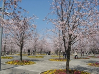 090406さくら広場.jpg