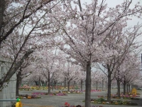 桜広場.jpg